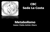 Metabolismo (cbc)
