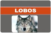 Power lobos