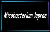 Mycobacterium Leprae Con Nuevas Diapositivas