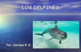 3º conferencia de delfines