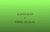 Pared celualr y_glicocalix_2010-2011 new