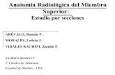 AnatomíA RadiolóGica Del Miembro Superior Sin Referencias