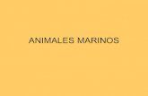Animales marinos 2