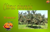 Naranjo (Citrus Sinensis) por Javier Llop