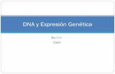 Dna y expresión genética