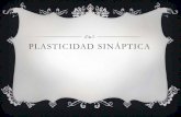 Plasticidad sinaptica