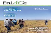 Ahorro y aprovechamiento del agua en siembra directa en el cultivo de maiz en el norte de sinaloa
