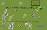 Cuidado y sanidad_animal_con_plantas_medicinales