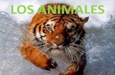 Los animales y sus características