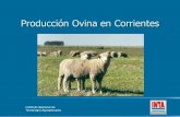 Producción Ovina  en Corrientes - Arias  Usandivaras