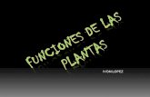 funciones de las plantas
