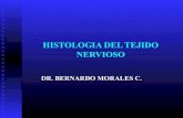 6 histologia del tejido nervioso