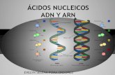 Enzimas y Ácidos Nucleicos