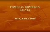 Tomillo, Romero Y Salvia