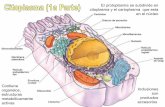 Histología - Citoplasma.