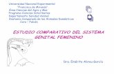 Sistema genital femenino comparada 2