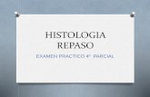 Clase De Histologia