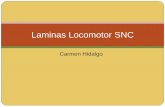 Laminas locomotor y snc