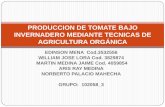 Produccion de tomate bajo invernadero mediante tecnicas de