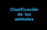 Criterios de clasificación de los animales