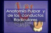 Anatomia De Los Conducto Radiculares F