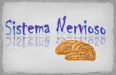 Sistema nervioso point