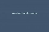 Anatom+¡a humana(dibujos)