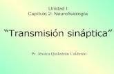 5.  Transmision SináPtica