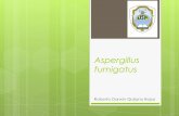 Microbiología   aspergillus fumigatus