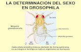 Determinacion sexo Drosophila Joaquín Royo