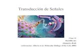 Clase11 Transduccion De Senales Upload
