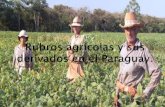 Rubros agrícolas y sus derivados en el paraguay