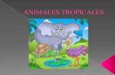 Animales tropicales