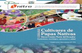 Papas Nativas de la Sierra Centro y Norte del Ecuador: Catálogo etnobotánico, morfológico, agronómico y de calidad