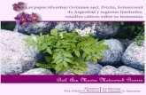 Las papas silvestres (Solanum sect. Petota, Solanaceae) de Argentina y regiones limítrofes: estudios críticos sobre su taxonomía
