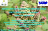 Determinación de la Fórmula Floral e Hibridación en Tres Cultivares de Quinua Chenopodium Quinoa Willd en Puno, Perú  León H. Juvenal - RM