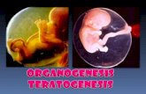 10. Organogenesis Y Teratogenesis en el embarazo