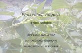 Phaseolus  vulgaris