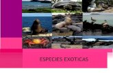 Especies exoticas