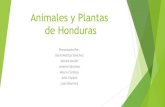 Animales y plantas de honduras