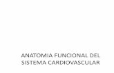 Anatomia funcional del sistema cardiovascular