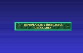 Hipoplasias y displasias_medulares_1