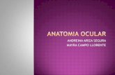 Anatomia ocular, Oftalmologia