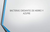 Bacterias oxidantes de hierro y azufre