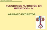 T 13-nutrición metazoos-excretor