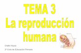 Tema3 4º la reproducción humana