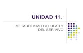 Unidad 11.metabolismo celular y del ser vivo