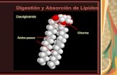 Medicina   bioquimica lipidos estructura y digestion