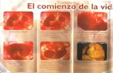 Tríptico Sociedad San Vicente de Paúl sobre el aborto