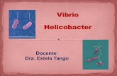Clase 11-vibrio-helicob.